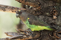Meyer's Parrot (Poicephalus meyeri), Loisaba Wilderness, Kenya