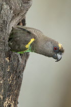 Meyer's Parrot (Poicephalus meyeri) emerging from nest cavity, Solio Game Reserve, Kenya