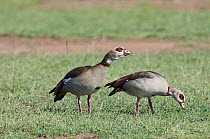Egyptian Goose (Alopochen aegyptiacus) pair grazing, Mpala Research Centre, Kenya