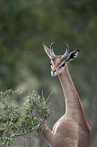 Gerenuk (Litocranius walleri) male browsing by standing on its hind legs, Loisaba Wilderness, Kenya