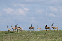 Grant's Gazelle (Nanger granti) herd, Ol Pejeta Conservancy, Kenya