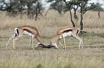Grant's Gazelle (Nanger granti) males sparring, Ol Pejeta Conservancy, Kenya