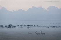 Grant's Gazelle (Nanger granti) trio in fog, Ol Pejeta Conservancy, Kenya