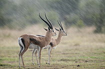 Grant's Gazelle (Nanger granti) male and female in rainstorm, Ol Pejeta Conservancy, Kenya