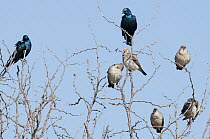 Greater Blue-eared Glossy-Starling (Lamprotornis chalybaeus) pair and Wattled Starling (Creatophora cinerea) group, Kenya