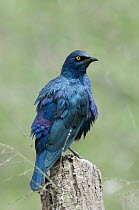 Greater Blue-eared Glossy-Starling (Lamprotornis chalybaeus), Mpala Research Centre, Kenya
