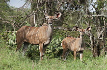 Greater Kudu (Tragelaphus strepsiceros) mother and calf, Mpala Research Centre, Kenya