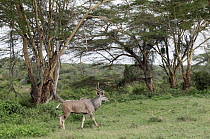 Greater Kudu (Tragelaphus strepsiceros) male, Mpala Research Centre, Kenya