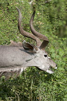 Greater Kudu (Tragelaphus strepsiceros) male browsing, Mpala Research Centre, Kenya
