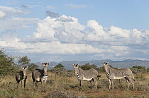 Grevy's Zebra (Equus grevyi) group, Mpala Research Centre, Kenya