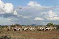 Grevy's Zebra (Equus grevyi) herd, Mpala Research Centre, Kenya