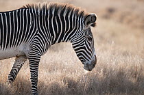 Grevy's Zebra (Equus grevyi), Lewa Wildlife Conservation Area, Kenya