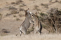 Grevy's Zebra (Equus grevyi) stallions fighting, Lewa Wildlife Conservation Area, Kenya