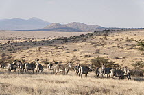 Grevy's Zebra (Equus grevyi) herd in grassland, Lewa Wildlife Conservation Area, Kenya