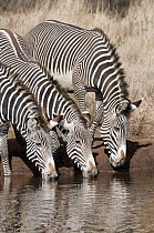 Grevy's Zebra (Equus grevyi) trio drinking, Lewa Wildlife Conservation Area, Kenya