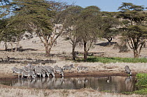 Grevy's Zebra (Equus grevyi) group drinking at waterhole, Lewa Wildlife Conservation Area, Kenya