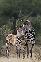 Grevy's Zebra (Equus grevyi) mother and foal, Kenya