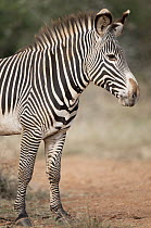 Grevy's Zebra (Equus grevyi), Kenya