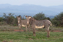 Grevy's Zebra (Equus grevyi) pair, Mpala Research Centre, Kenya