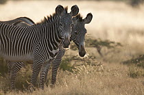 Grevy's Zebra (Equus grevyi) pair, Tumaren Ranch, Kenya