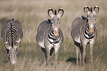 Grevy's Zebra (Equus grevyi) trio, Tumaren Ranch, Kenya