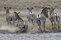 Grevy's Zebra (Equus grevyi) group running from waterhole, Loisaba Wilderness, Kenya