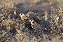 Three-banded Courser (Rhinoptilus cinctus) pair foraging for insects in dung, Kenya