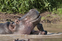 Hippopotamus (Hippopotamus amphibius) calf playing with its mother, Mpala Research Centre, Kenya