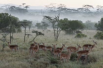 Impala (Aepyceros melampus) females, Ol Pejeta Conservancy, Kenya