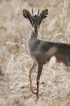 Kirk's Dik-dik (Madoqua kirkii) male, Kenya