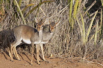 Kirk's Dik-dik (Madoqua kirkii) female and male, Loisaba Wilderness, Kenya