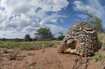 Leopard Tortoise (Geochelone pardalis), Mpala Research Centre, Kenya