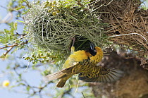 Lesser Masked Weaver (Ploceus intermedius) male at nest entrance, Nanyuki, Kenya