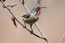 Mariqua Sunbird (Nectarinia mariquensis) female, Kenya