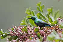 Mariqua Sunbird (Nectarinia mariquensis) male, Borana Ranch, Kenya