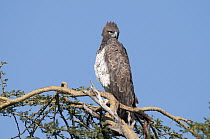 Martial Eagle (Polemaetus bellicosus), El Karama Ranch, Kenya