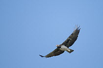 Martial Eagle (Polemaetus bellicosus) flying, Ol Pejeta Conservancy, Kenya