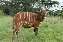 Mountain Bongo (Tragelaphus eurycerus isaaci) male, part of captive breeding program for reintroduction into native habitat, Mount Kenya Wildlife Conservancy, Kenya