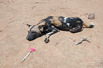 African Wild Dog (Lycaon pictus) with tranquilizer dart used to collar the animal for research, Mpala Research Centre, Kenya