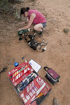 African Wild Dog (Lycaon pictus) researcher Rosie Woodruff collaring animal, Mpala Research Centre, Kenya