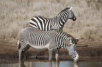 Burchell's Zebra (Equus quagga) in the back and Grevy's Zebra (Equus grevyi) drinking at waterhole, Lewa Wildlife Conservation Area, Kenya