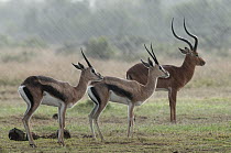 Grant's Gazelle (Nanger granti) pair and Impala (Aepyceros melampus) male during rainstorm, Ol Pejeta Conservancy, Kenya