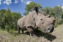 Northern White Rhinoceros (Ceratotherium simum cottoni), one of four of the last eight surviving individuals of this subspecies, transported from Dvur Kralove Zoo in the Czech Republic back to Africa...