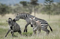 Zebra (Equus quagga) female protecting foal, El Karama Ranch, Kenya