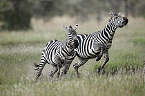 Zebra (Equus quagga) pair running, El Karama Ranch, Kenya