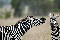 Zebra (Equus quagga) stallion flehming to smell if female is receptive, Ol Pejeta Conservancy, Kenya
