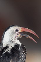 Red-billed Hornbill (Tockus erythrorhynchus) calling, Mpala Research Centre, Kenya