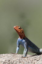Red-headed Rock Agama (Agama agama) male displaying, Mpala Research Centre, Kenya