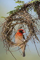 Red-headed Weaver (Anaplectes rubriceps) in partically constructed nest, Lewa Wildlife Conservation Area, Kenya