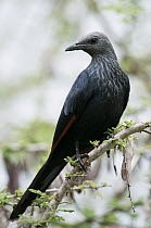 Red-winged Starling (Onychognathus morio) female, Mpala Research Centre, Kenya